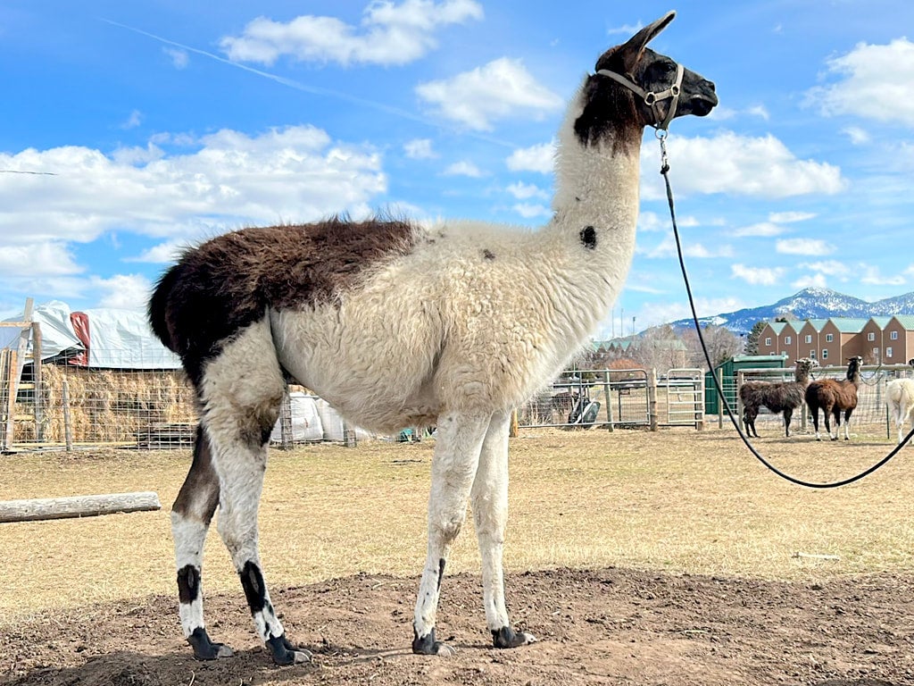 Pack Llama Stud MLG Summit | Montana Llama Guides | Bozeman