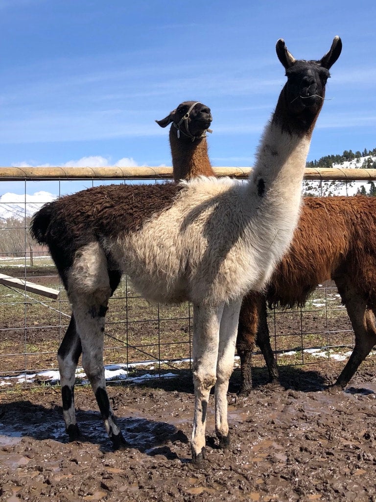 Pack Llama Stud MLG Summit | Montana Llama Guides | Bozeman