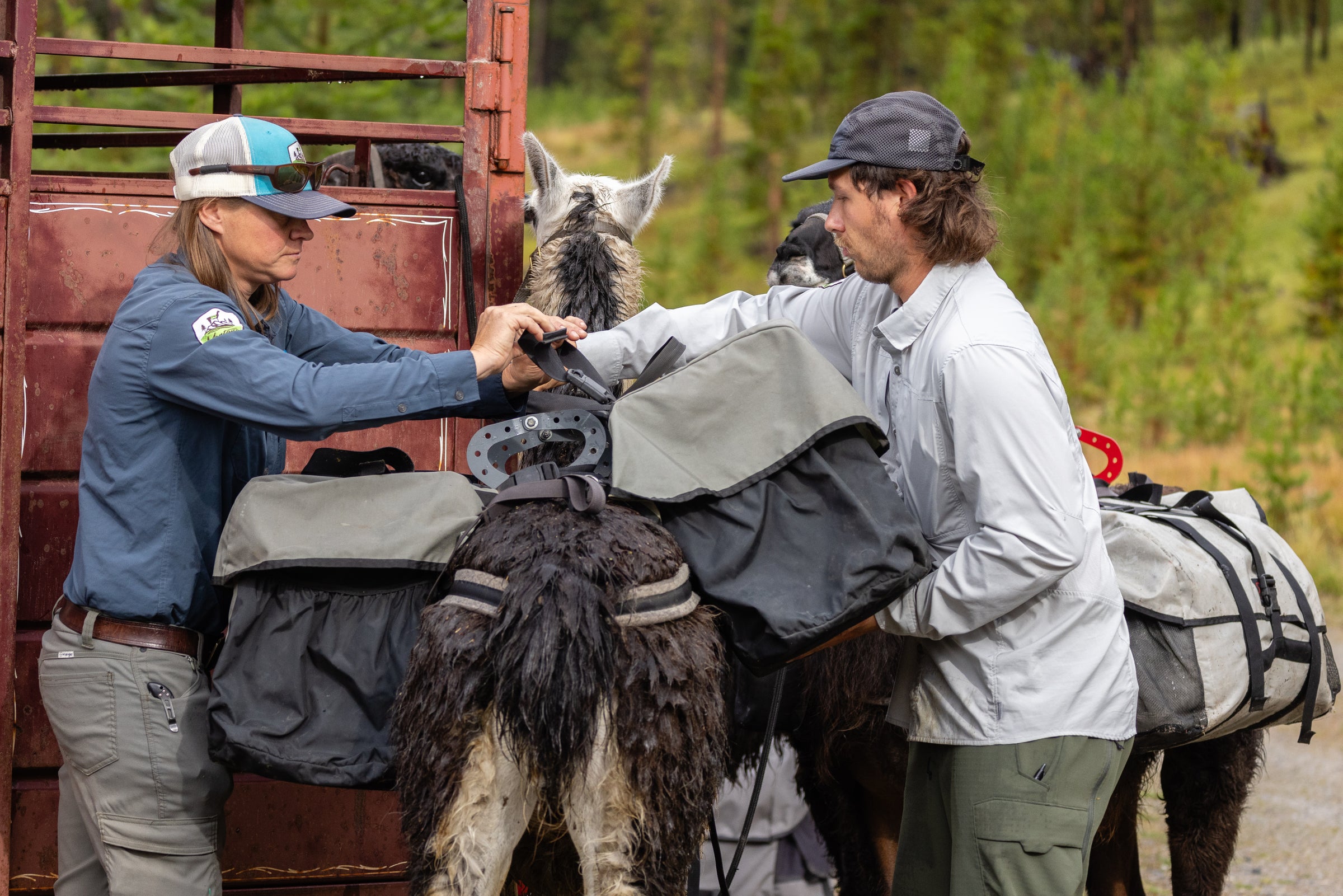 How-To Llama Seminars | Montana Llama Guides | Hiking & Camping